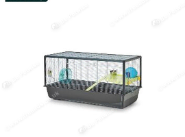 10 week old hamster