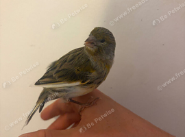 Female canary