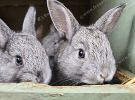 Mini rex cross netherland dwarf