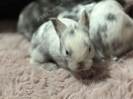 Four Lionhead Babies Ready Soon