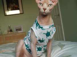 Sphynx Cat