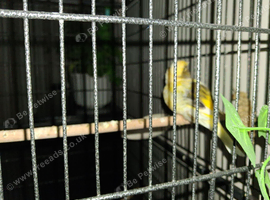 Border canary hen this years
