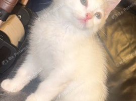 Ragdoll X