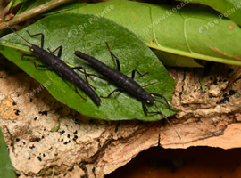 Black Beauty Stick Insect