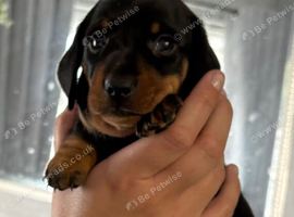 Mini dachshund puppies