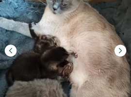 British shorthair kittens for sale. Fully vaccinated, ready now