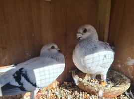 Syrian pigeon