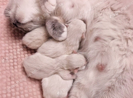 Champion bloodline Ragdolls