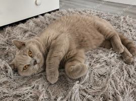 Beautiful lilac british-shorthair girl British Shorthair