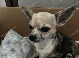 3 Beautiful Baby Chihuahua