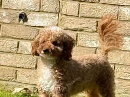 Miniature Poodle for Stud.