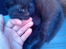 7 week old black short hair kitten
