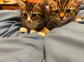 BENGAL X KITTENS / READY TO LEAVE NOW