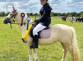 13.2 palomino mare looking for a new home