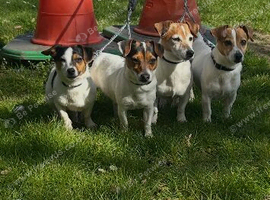 Mini jacks