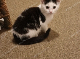 Playful kittens