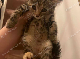 Mixed breed kittens