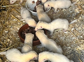 Lovely ferrets - Ready to go