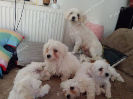 4 Adorable Maltese Puppies Looking for Loving Forever Homes!