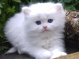 Pedigree persian kittens, white and chinchilla, goldenchinchilla