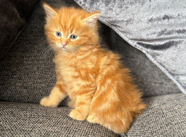 British shorthaired cross Persian kittens
