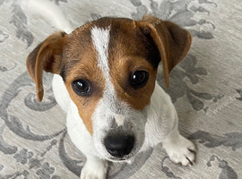Jack Russell short legged puppy