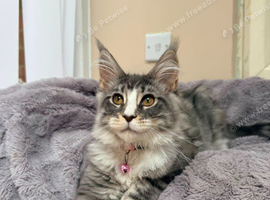 1 Beautiful full pedigree TICA registered Maine Coon kitten FEMALE