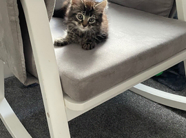 Make Mainecoon cross kitten