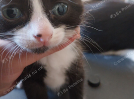 2 male brothers available