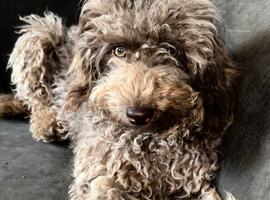 Toy Labradoodles