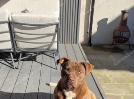 1 year old female bully