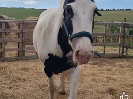 Lovely 8yo 13.2hh Cob Mare For Sale