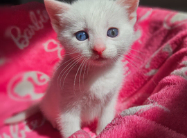 3 Beautiful kitten's