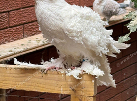 Frillback pigeons
