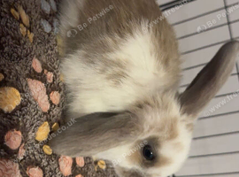 Mini lop X lion lop babies