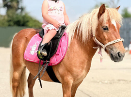 Ride & drive Shetland mare.