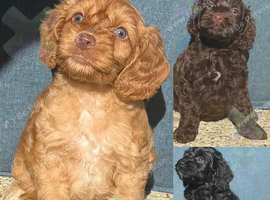 F1 small mini cockapoos various colours 30 dna health tested clear