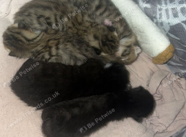 Bengal x tabby kittens