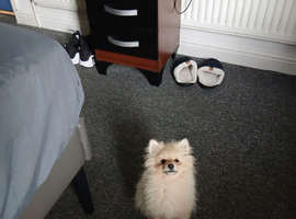 Pomeranian 5 month old