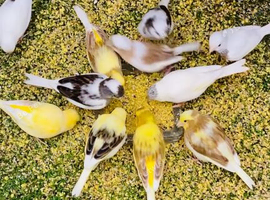 Canaries for sale ,aviary bred