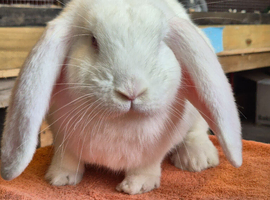 French Lop Buck ready to leave