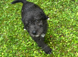 Cockapoos