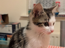 Kitten for sale