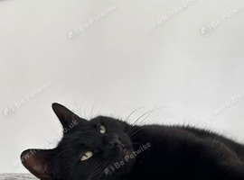 Lovely adult female black cat