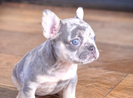 Awesome Pups