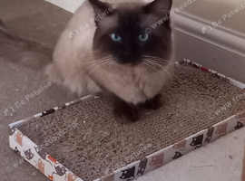 Stunning Male Ragdoll