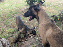 Belgian shepherd pups