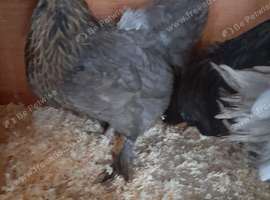 1 bantam hen