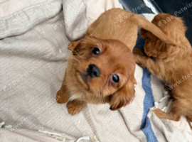 Cavalier King Charles spaniel