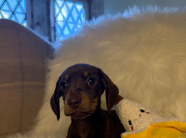 Miniature Dachshund puppies